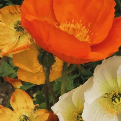 炸金花游戏app下载